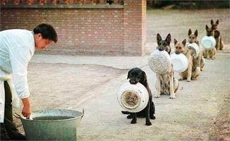 打饭的图片,一图览尽打饭时光